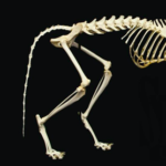 Skeleton B