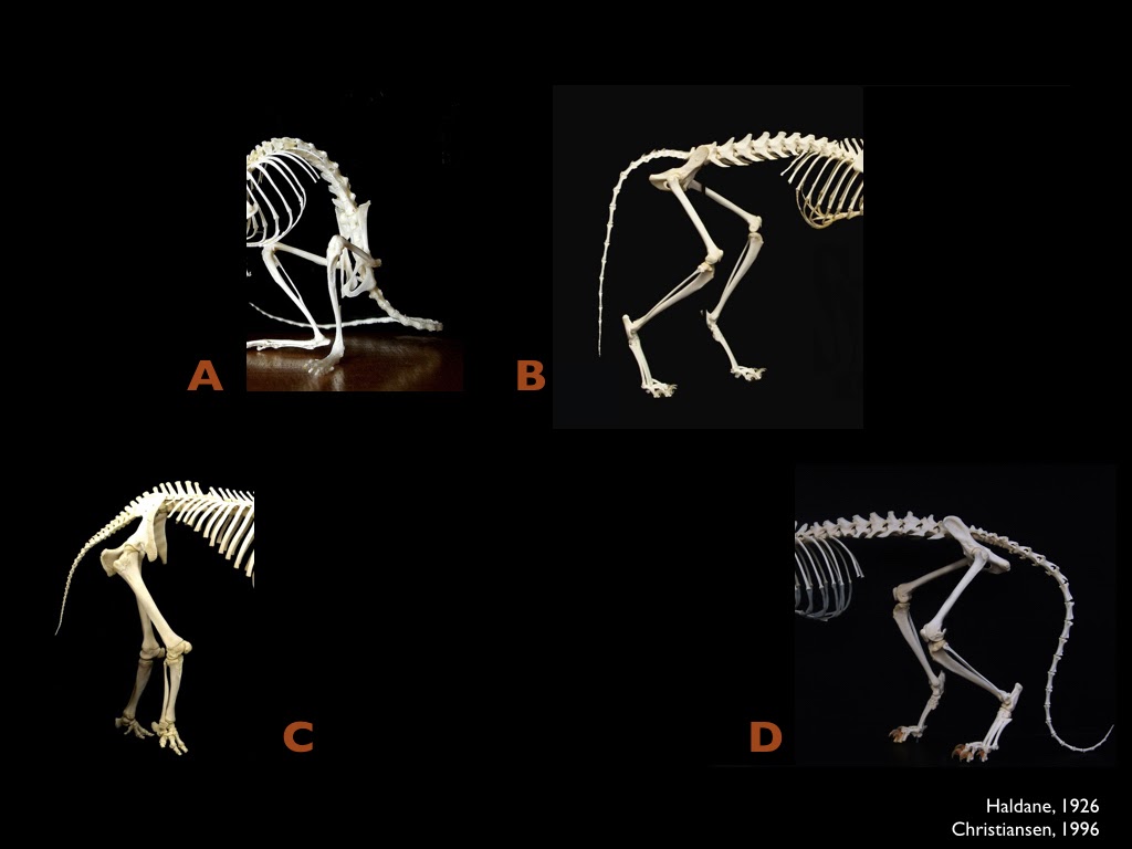 The hindsections of four mammalian skeletons labeled A, B, C, D. A's feet are nearly flat on the ground, its legs are bent and its spine is hunched over. B's and D's legs are more fully extended and their spines are straighter. Proportionally, D has the longest tail of the four. C's legs and back are nearly straight and its leg bones are much thicker than the others', and its tail is the shortest of the four. Cite: Haldnae, 1926; Christiansen, 1996.