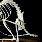 Skeleton A