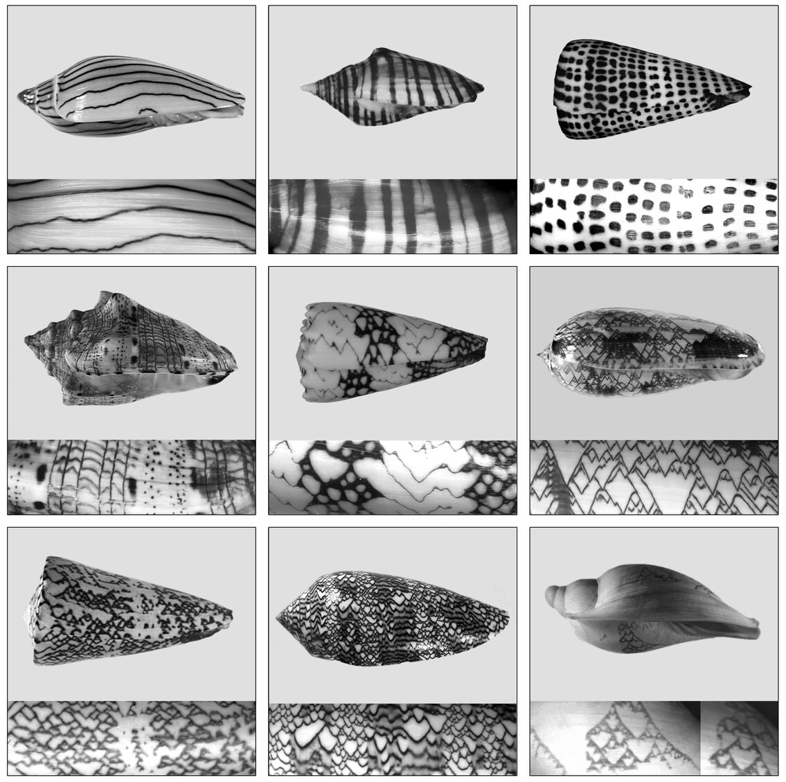 Twelve mollusk shells, each showing a different type of pattern, demonstrating the presence of computation rules -- including cellular automata -- in natural systems.