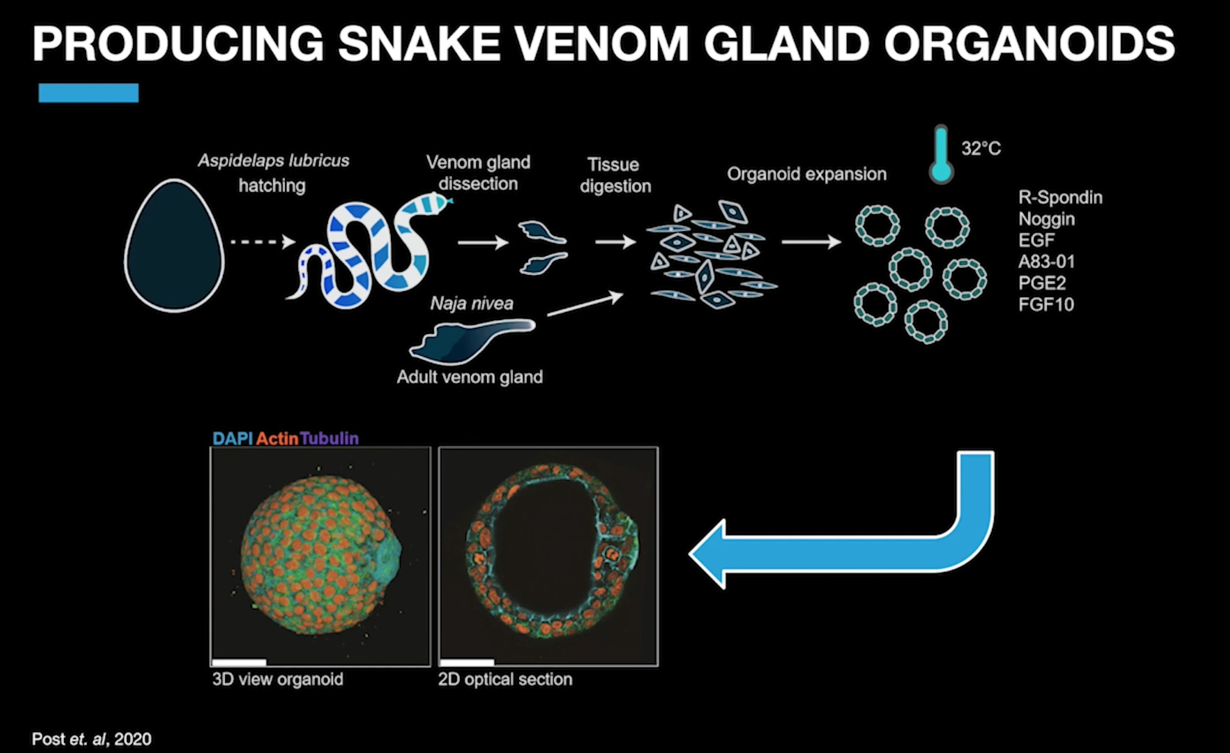 3.2 Drug Discovery And Cancer Treatment - World Science U